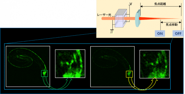 C. elegansの二光子画像